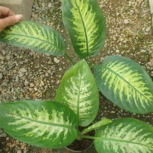 دیفن باخیا(با 250 تومن  از غرفه گلدونه ی زندگی، حمایتمون کنید به نفع هردومونه)(هزینه ارسال پسکرایه)