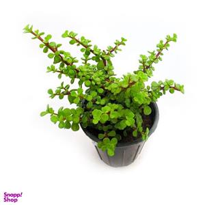 گیاه طبیعی ساکولنت مدل  خرفه ای کد s42