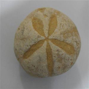 فسیل ستاره دریایی