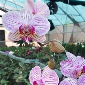 پک 3 عددی گیاهچه ارکیده فالانوپسیس هلندی کیفیت عالی رنگهای زیبا و متنوع