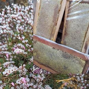 عسل موم دار گون شان دوکیلو