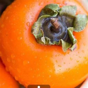 نهال خرمالو سوپر