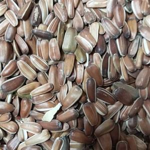 تخمه قرمزدرجه یک 500گرمی