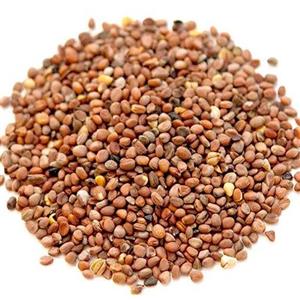 بذر سبزی تربچه ایرانی ممتاز فدک (باغچه خانگی)