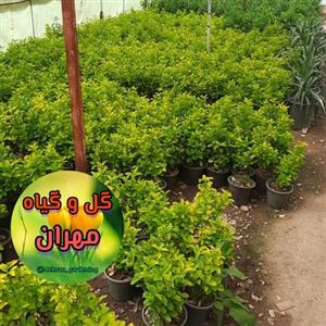 گیاه شمشاد طلایی