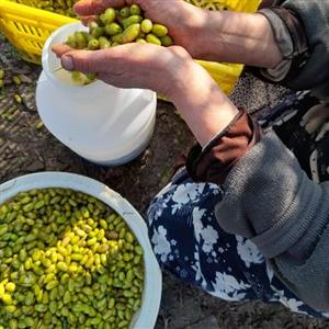 زیتون شکسته نیمه تلخ ماری پیوندی