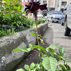 نهال گل رز  مشکی هلندی وارداتی