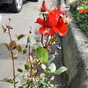 نهال گل رز نارنجی هلندی