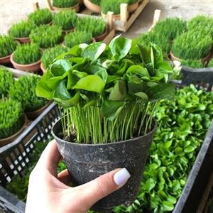 سبزه ی نارنج برای سفره ی هفت سین