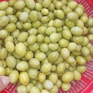 زیتون کنسروی درجه یک و ارگانیک خوش رنگ و خوش خوراک در سایزهای متنوع
