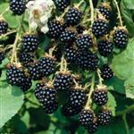 بذر گیاه میوهٔ بلک بری (Blackberry)