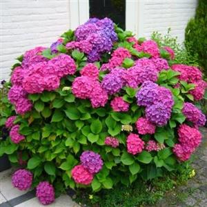 گل هورتانسیا ادریسی .