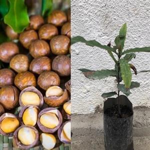 نهال فندق استرالیایی