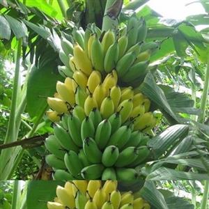 نهال موز  گرمسیری والری درشت