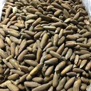 دانه درشت چلغوز (بدون نمک) 300گرم