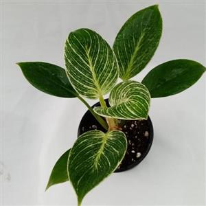 گل فیلودندرون برکین گلدان 10 سانتی متری کد PHB005(ارسال بصورت پس کرایه)