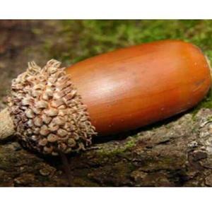 روغن بلوط 60 سی سی مناسب لک صورت