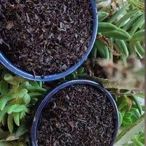 چای ممتاز گیلان
