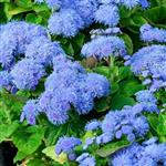 بذر گیاه گل ابری آبی - Ageratum Blue