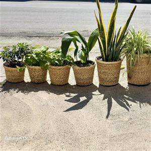 گلدان حصیری و  کاورگلدان حصیری با کیفیت عالی از بهترین حصیر مستقیم از تولید کننده