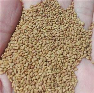 بذر یونجه همدان نیم کیلویی سس گیری شده قوه نامیه 95 درصد علوفه 500گرم