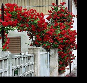 نهال گل رز رونده 4 فصل