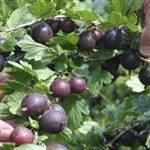 بذر گیاه گوس بری بنفش یا انگور گوزبری (Purple Gooseberry)