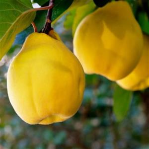 به تازه اصل اصفهان درجه یک (درشت تر ،آب دارتر ،معطر تر -پوست یکدست تر)-در تمام سال بصورت عمده و جزئی