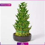 Big Lucky Bamboo (ارسال به دبی و امارات)