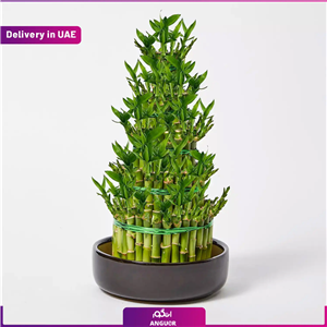 Big Lucky Bamboo (ارسال به دبی و امارات) 