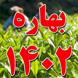 چای سرگل بهاره 1402 (یک کیسه 30 کیلویی)  بصورت کیسه ای یکجا