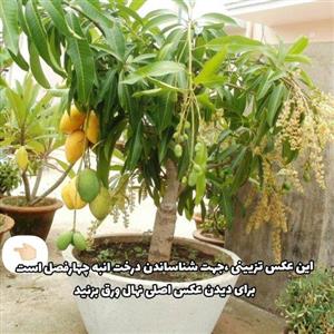 نهال انبه پیوندی چهارفصل