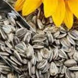 تخمه افتابگردان نمکی(دور سفید) 250گرم