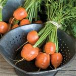 بذر هویج اطلس گرد یا بچه هویج یا بیبی کروت (Atlas Carrot)