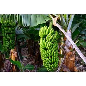 نهال موز گرندناین یا چیکیتا