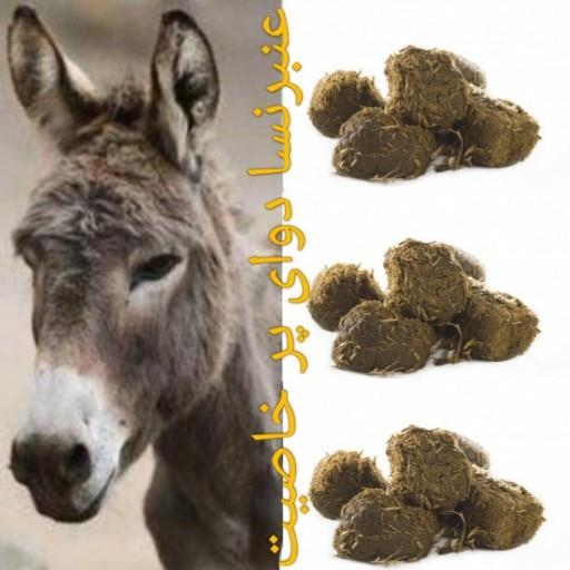 عنبر نسارا