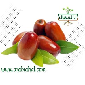 نهال عناب گلابی