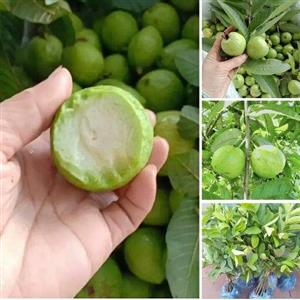 نهال گواوا سیبی ویتنام