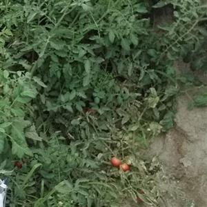 بذر گوجه فرنگی محلی میکس  فوق ترش(50عددی)