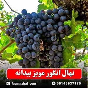 نهال انگور مویز بیدانه