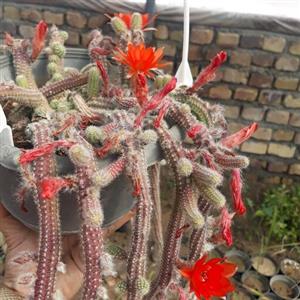کاکتوس دم موشی