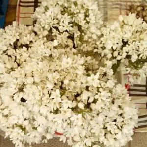 پیاز زینتی  سیرک یا آلیوم ( رنگ سفید)