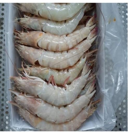 میگو سایز مختلف