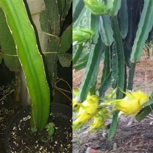 نهال قلمه دراگون فروت زرد