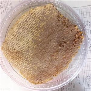 عسل شأن طبیعی  یک ونیم کیلویی