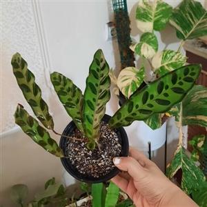 گل کالاته ا لانسیفولیا .دارای3 جوانه جدید.گلدان12