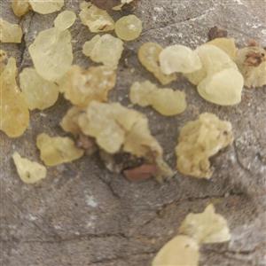 سقز کوهی محصول درجه یک شیراز 3کیلو