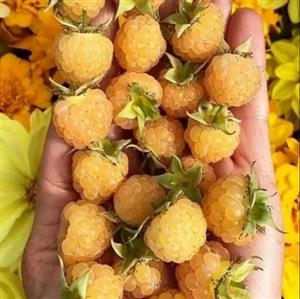 نهال رزبری زرد کشت بافتی 2ساله ریشه پر آماده میوه دهی (هزینه ارسال بصورت پس کرا