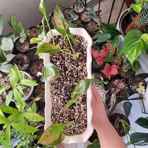 گل سینگونیوم پینک اسپلش دو تا چهار برگی دارای جوانه.