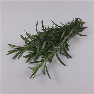 رزماری تازه شاخه 15 سانتی  مناسب برای اسماج